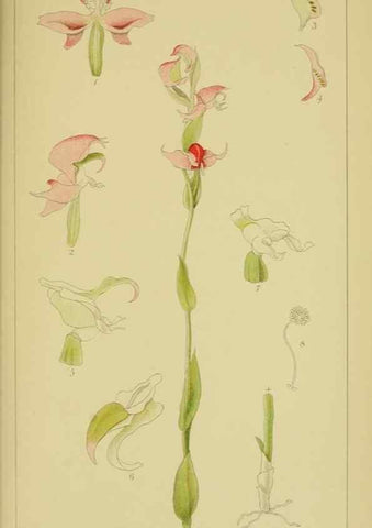 Reproducción/Reproduction 9731318429: Icones orchidearum austro-africanarum extra-tropicarum :. London :W. Wesley,1896-1913.