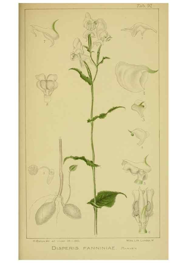 Reproducción/Reproduction 9734547272: Icones orchidearum austro-africanarum extra-tropicarum :. London :W. Wesley,1896-1913.