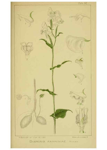 Reproducción/Reproduction 9734547272: Icones orchidearum austro-africanarum extra-tropicarum :. London :W. Wesley,1896-1913.