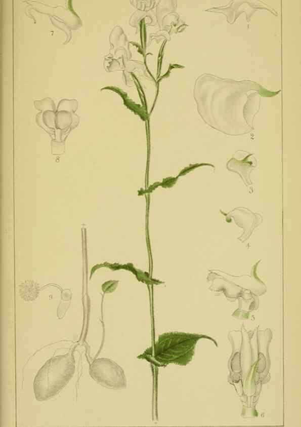 Reproducción/Reproduction 9734547272: Icones orchidearum austro-africanarum extra-tropicarum :. London :W. Wesley,1896-1913.