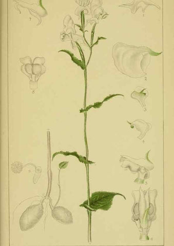 Reproducción/Reproduction 9734547272: Icones orchidearum austro-africanarum extra-tropicarum :. London :W. Wesley,1896-1913.