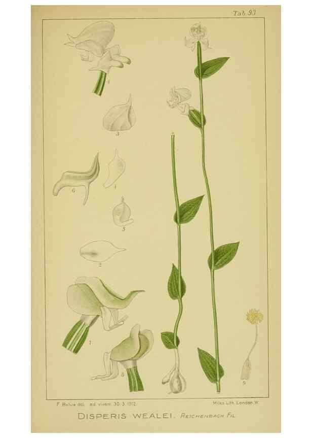 Reproducción/Reproduction 9731321599: Icones orchidearum austro-africanarum extra-tropicarum :. London :W. Wesley,1896-1913.