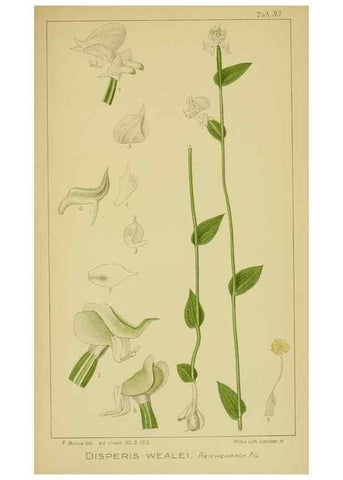 Reproducción/Reproduction 9731321599: Icones orchidearum austro-africanarum extra-tropicarum :. London :W. Wesley,1896-1913.
