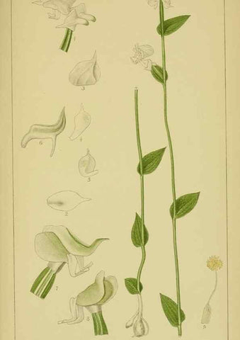 Reproducción/Reproduction 9731321599: Icones orchidearum austro-africanarum extra-tropicarum :. London :W. Wesley,1896-1913.