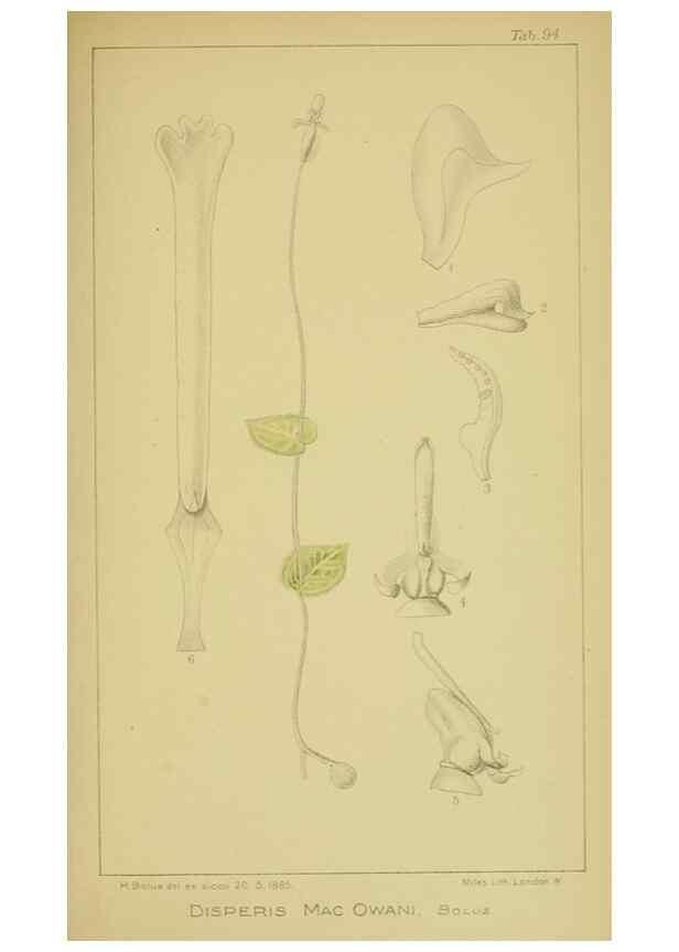 Reproducción/Reproduction 9731322735: Icones orchidearum austro-africanarum extra-tropicarum :. London :W. Wesley,1896-1913.