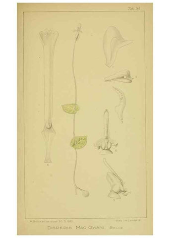 Reproducción/Reproduction 9731322735: Icones orchidearum austro-africanarum extra-tropicarum :. London :W. Wesley,1896-1913.