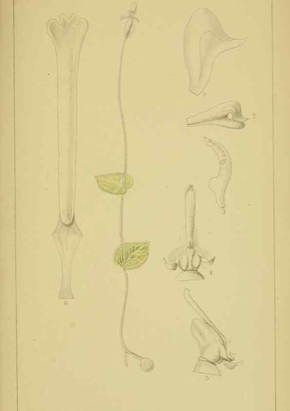 Reproducción/Reproduction 9731322735: Icones orchidearum austro-africanarum extra-tropicarum :. London :W. Wesley,1896-1913.