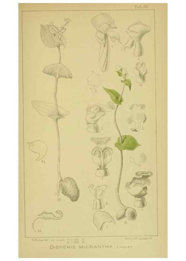 Reproducción/Reproduction 9731326751: Icones orchidearum austro-africanarum extra-tropicarum :. London :W. Wesley,1896-1913.