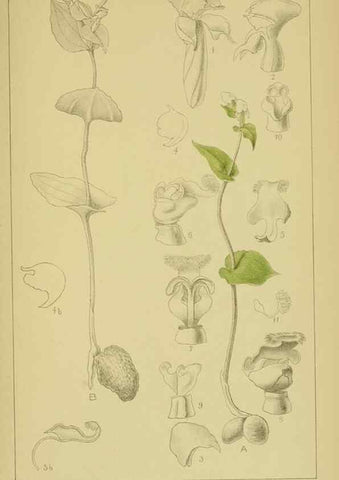 Reproducción/Reproduction 9731326751: Icones orchidearum austro-africanarum extra-tropicarum :. London :W. Wesley,1896-1913.