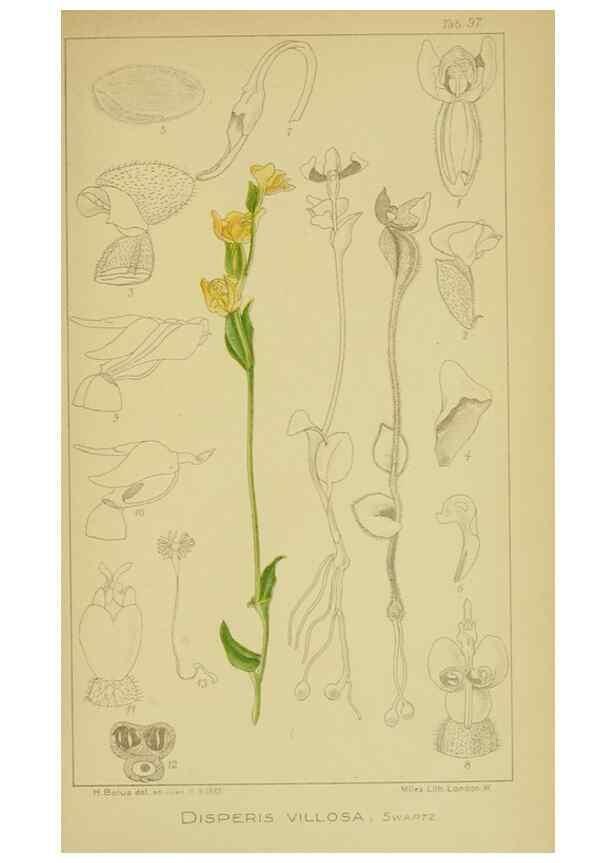 Reproducción/Reproduction 9734555626: Icones orchidearum austro-africanarum extra-tropicarum :. London :W. Wesley,1896-1913.