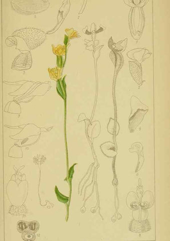 Reproducción/Reproduction 9734555626: Icones orchidearum austro-africanarum extra-tropicarum :. London :W. Wesley,1896-1913.