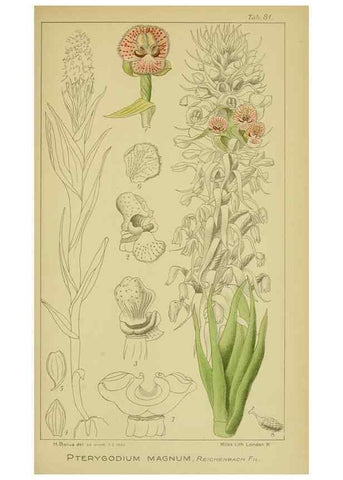 Reproducción/Reproduction 9734533198: Icones orchidearum austro-africanarum extra-tropicarum :. London :W. Wesley,1896-1913.