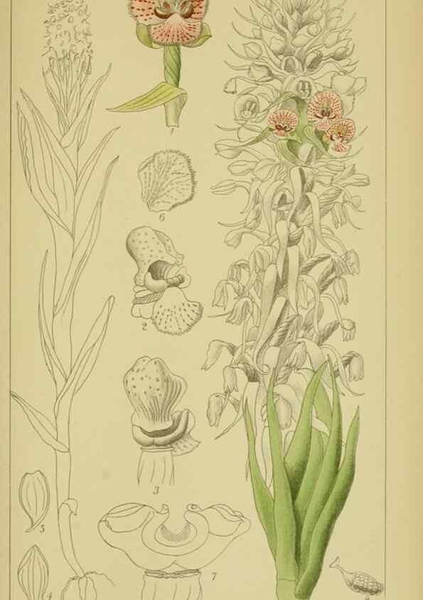 Reproducción/Reproduction 9734533198: Icones orchidearum austro-africanarum extra-tropicarum :. London :W. Wesley,1896-1913.