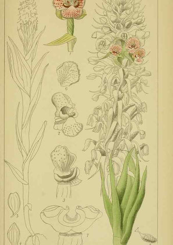 Reproducción/Reproduction 9734533198: Icones orchidearum austro-africanarum extra-tropicarum :. London :W. Wesley,1896-1913.