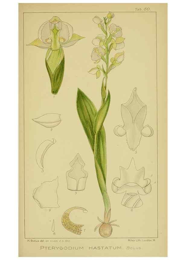 Reproducción/Reproduction 9734531616: Icones orchidearum austro-africanarum extra-tropicarum :. London :W. Wesley,1896-1913.