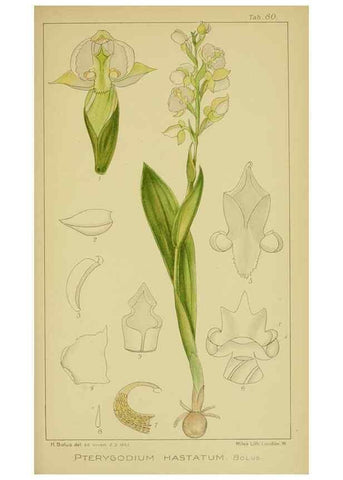 Reproducción/Reproduction 9734531616: Icones orchidearum austro-africanarum extra-tropicarum :. London :W. Wesley,1896-1913.