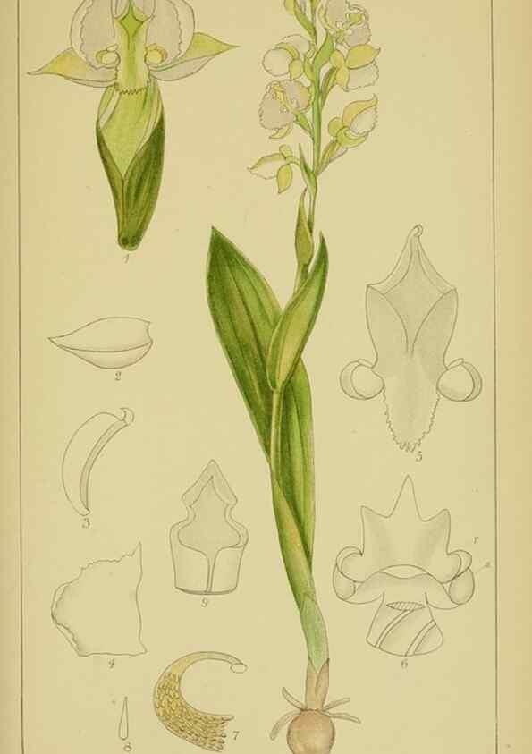 Reproducción/Reproduction 9734531616: Icones orchidearum austro-africanarum extra-tropicarum :. London :W. Wesley,1896-1913.