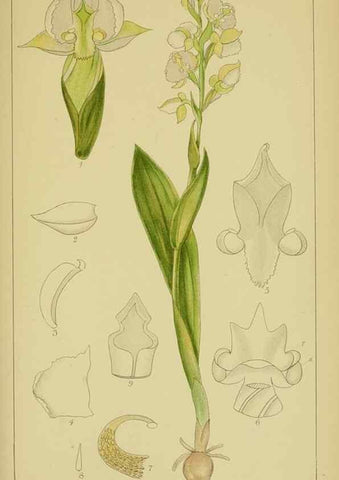 Reproducción/Reproduction 9734531616: Icones orchidearum austro-africanarum extra-tropicarum :. London :W. Wesley,1896-1913.