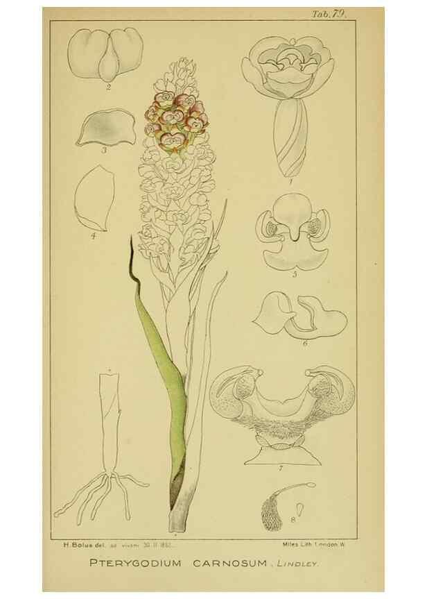 Reproducción/Reproduction 9734529888: Icones orchidearum austro-africanarum extra-tropicarum :. London :W. Wesley,1896-1913.