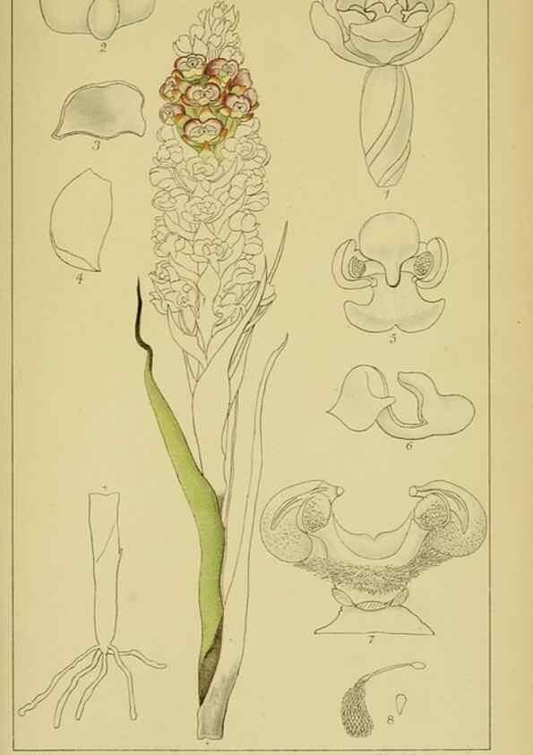 Reproducción/Reproduction 9734529888: Icones orchidearum austro-africanarum extra-tropicarum :. London :W. Wesley,1896-1913.