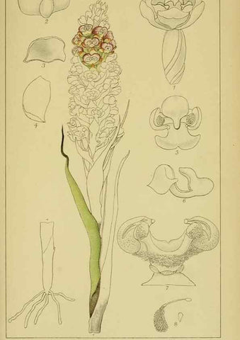 Reproducción/Reproduction 9734529888: Icones orchidearum austro-africanarum extra-tropicarum :. London :W. Wesley,1896-1913.