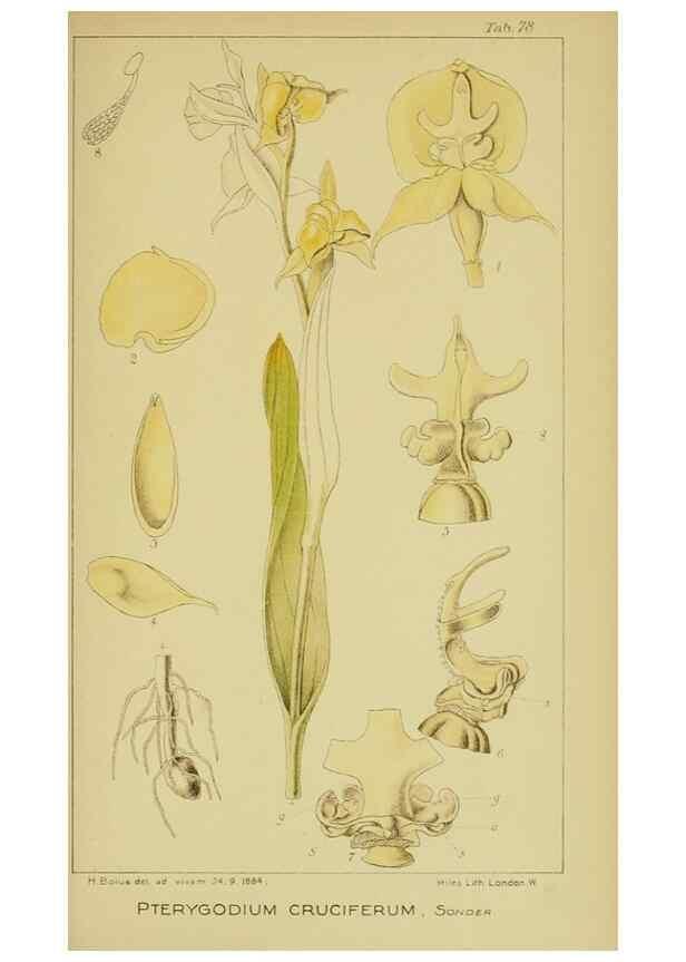 Reproducción/Reproduction 9731301097: Icones orchidearum austro-africanarum extra-tropicarum :. London :W. Wesley,1896-1913.