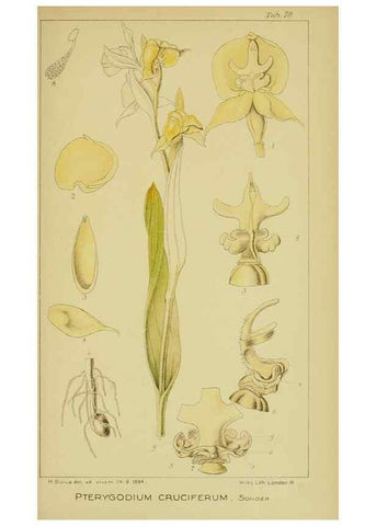 Reproducción/Reproduction 9731301097: Icones orchidearum austro-africanarum extra-tropicarum :. London :W. Wesley,1896-1913.