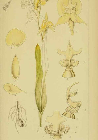 Reproducción/Reproduction 9731301097: Icones orchidearum austro-africanarum extra-tropicarum :. London :W. Wesley,1896-1913.