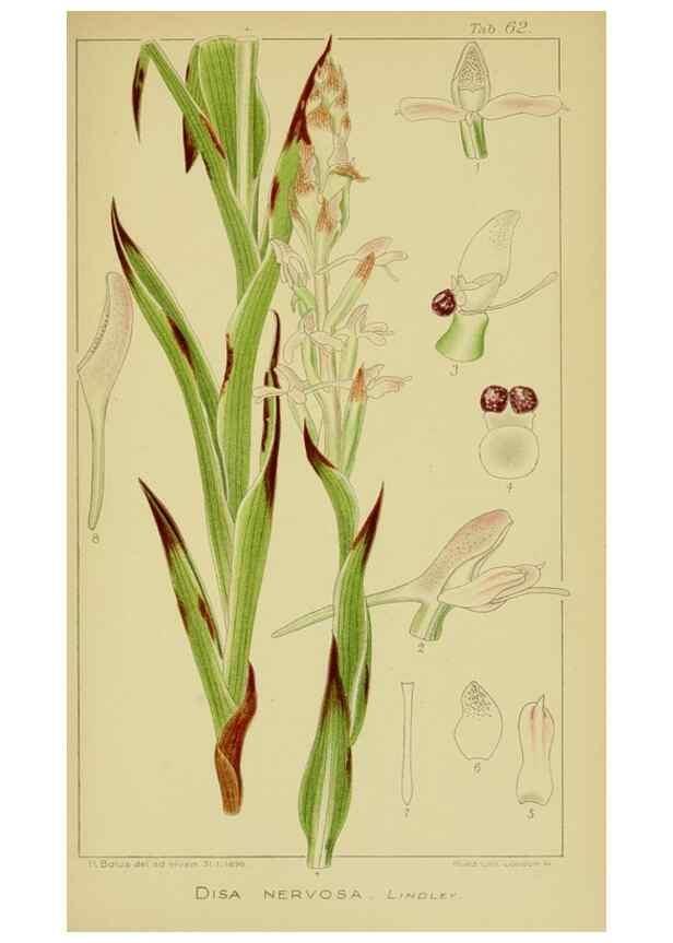 Reproducción/Reproduction 9731276913: Icones orchidearum austro-africanarum extra-tropicarum :. London :W. Wesley,1896-1913.