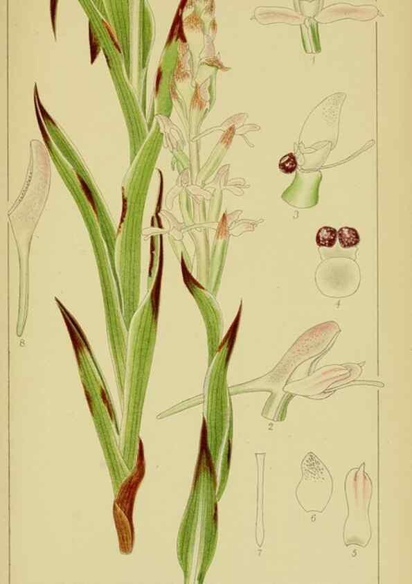 Reproducción/Reproduction 9731276913: Icones orchidearum austro-africanarum extra-tropicarum :. London :W. Wesley,1896-1913.