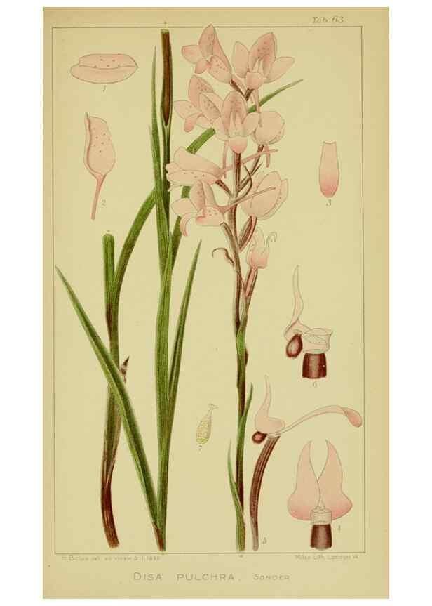 Reproducción/Reproduction 9731278623: Icones orchidearum austro-africanarum extra-tropicarum :. London :W. Wesley,1896-1913.