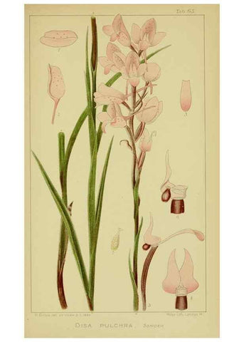 Reproducción/Reproduction 9731278623: Icones orchidearum austro-africanarum extra-tropicarum :. London :W. Wesley,1896-1913.