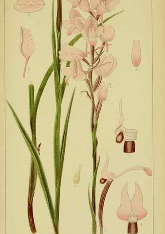Reproducción/Reproduction 9731278623: Icones orchidearum austro-africanarum extra-tropicarum :. London :W. Wesley,1896-1913.