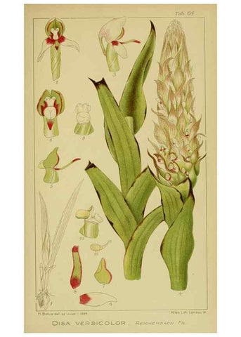 Reproducción/Reproduction 9731279927: Icones orchidearum austro-africanarum extra-tropicarum :. London :W. Wesley,1896-1913.