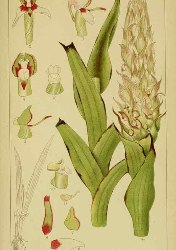 Reproducción/Reproduction 9731279927: Icones orchidearum austro-africanarum extra-tropicarum :. London :W. Wesley,1896-1913.