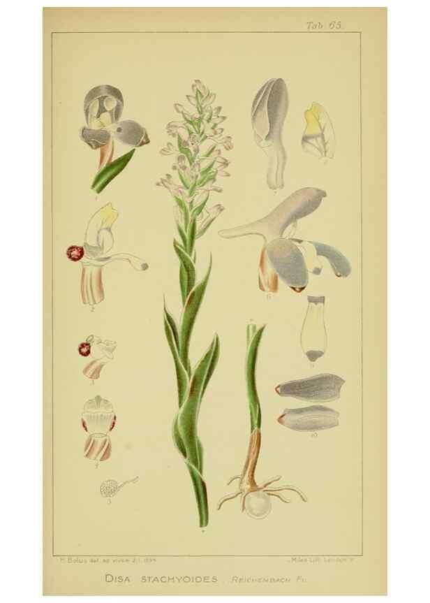 Reproducción/Reproduction 9734508972: Icones orchidearum austro-africanarum extra-tropicarum :. London :W. Wesley,1896-1913.