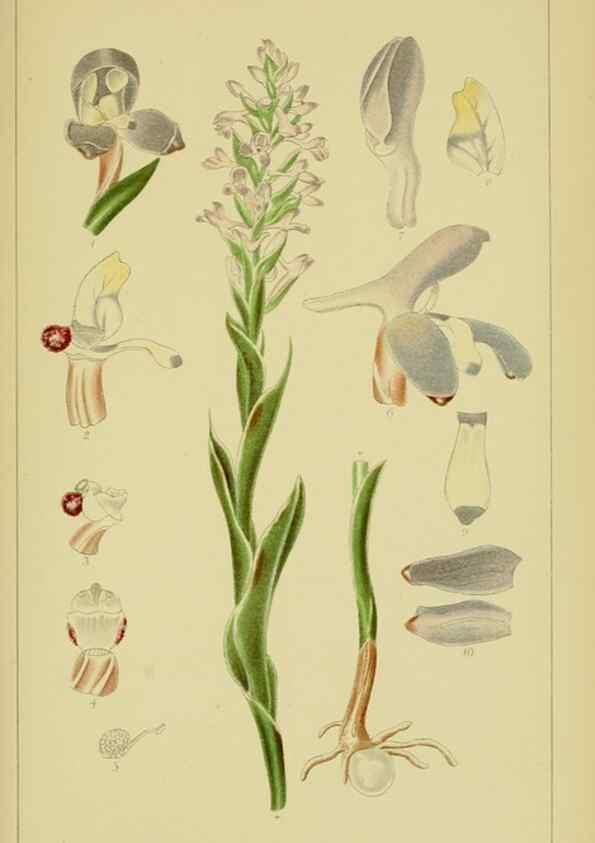 Reproducción/Reproduction 9734508972: Icones orchidearum austro-africanarum extra-tropicarum :. London :W. Wesley,1896-1913.