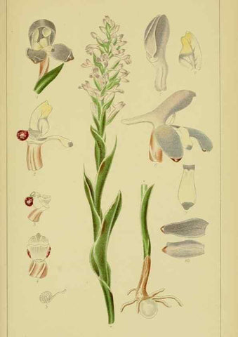 Reproducción/Reproduction 9734508972: Icones orchidearum austro-africanarum extra-tropicarum :. London :W. Wesley,1896-1913.