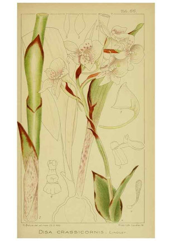Reproducción/Reproduction 9734511086: Icones orchidearum austro-africanarum extra-tropicarum :. London :W. Wesley,1896-1913.