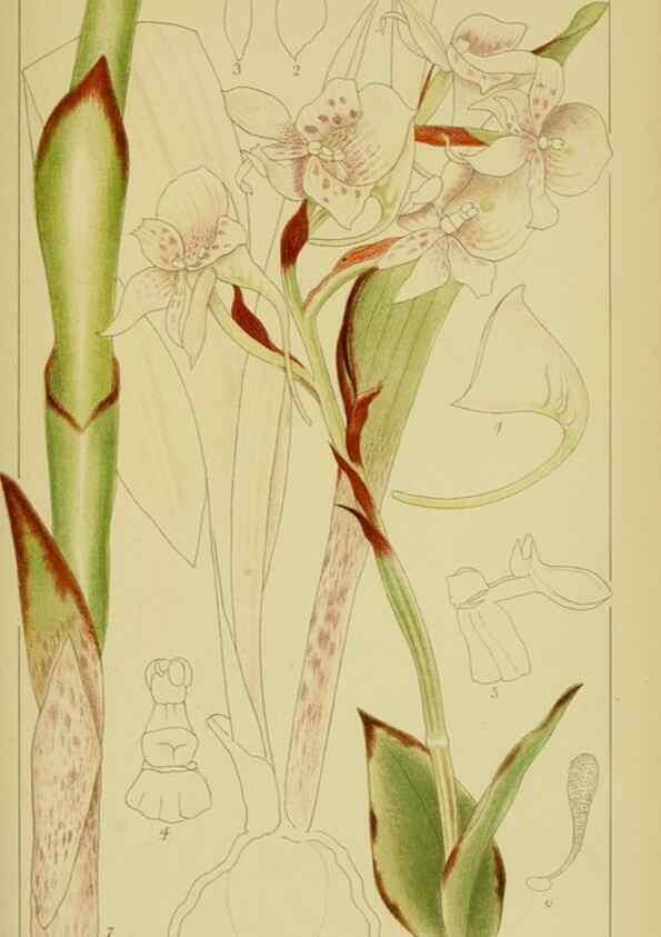 Reproducción/Reproduction 9734511086: Icones orchidearum austro-africanarum extra-tropicarum :. London :W. Wesley,1896-1913.