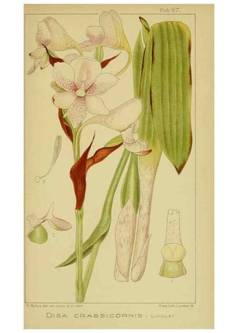 Reproducción/Reproduction 9731285199: Icones orchidearum austro-africanarum extra-tropicarum :. London :W. Wesley,1896-1913.