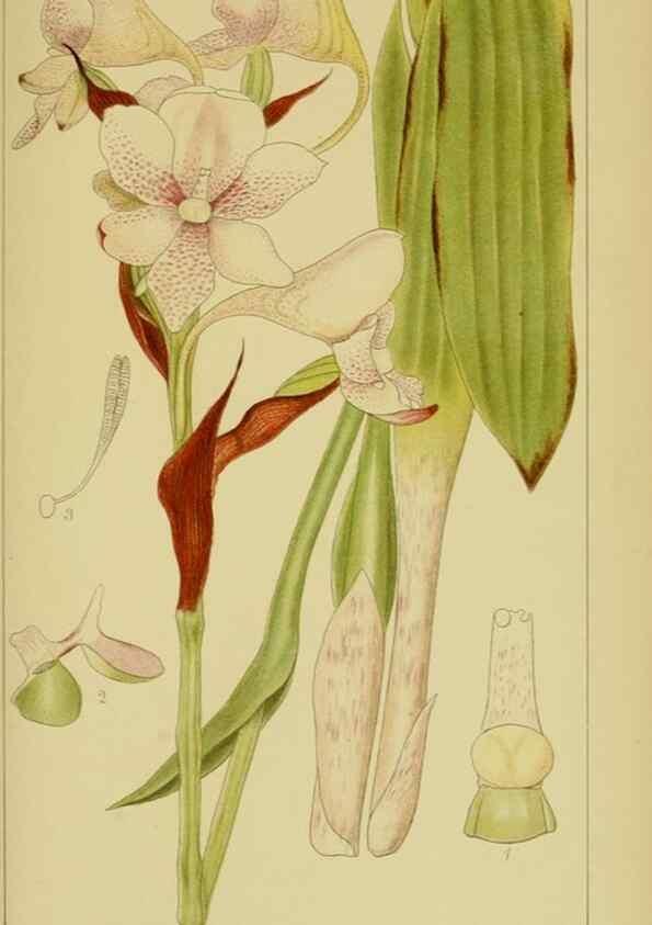 Reproducción/Reproduction 9731285199: Icones orchidearum austro-africanarum extra-tropicarum :. London :W. Wesley,1896-1913.