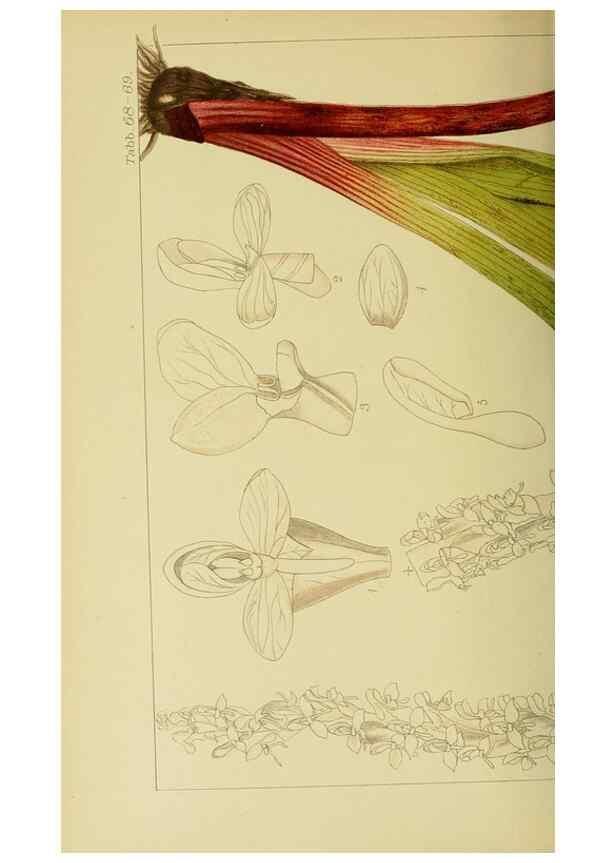 Reproducción/Reproduction 9734514382: Icones orchidearum austro-africanarum extra-tropicarum :. London :W. Wesley,1896-1913.