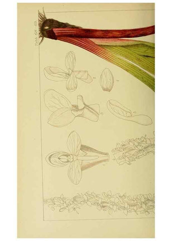 Reproducción/Reproduction 9734514382: Icones orchidearum austro-africanarum extra-tropicarum :. London :W. Wesley,1896-1913.