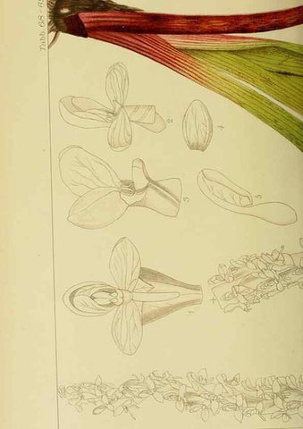 Reproducción/Reproduction 9734514382: Icones orchidearum austro-africanarum extra-tropicarum :. London :W. Wesley,1896-1913.