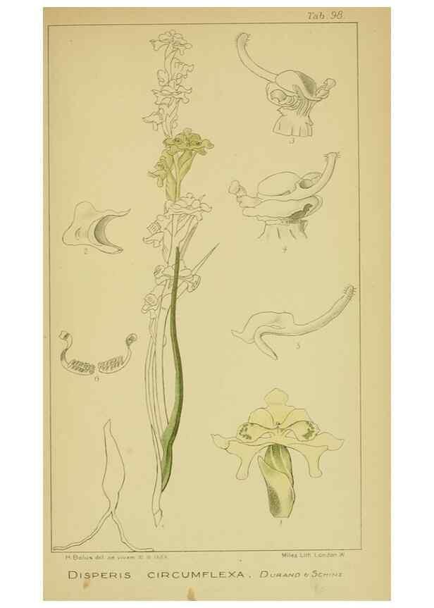 Reproducción/Reproduction 9731329185: Icones orchidearum austro-africanarum extra-tropicarum :. London :W. Wesley,1896-1913.