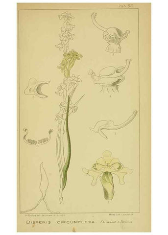 Reproducción/Reproduction 9731329185: Icones orchidearum austro-africanarum extra-tropicarum :. London :W. Wesley,1896-1913.