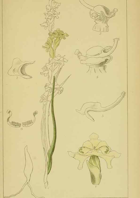 Reproducción/Reproduction 9731329185: Icones orchidearum austro-africanarum extra-tropicarum :. London :W. Wesley,1896-1913.