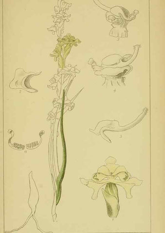 Reproducción/Reproduction 9731329185: Icones orchidearum austro-africanarum extra-tropicarum :. London :W. Wesley,1896-1913.