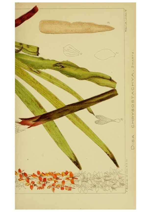 Reproducción/Reproduction 9734516190: Icones orchidearum austro-africanarum extra-tropicarum :. London :W. Wesley,1896-1913.